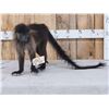 Image 1 : Grey Cheeked Mangabey Monkey Full Body Taxidermy Mount