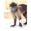 Image 2 : Grey Cheeked Mangabey Monkey Full Body Taxidermy Mount