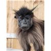 Image 3 : Grey Cheeked Mangabey Monkey Full Body Taxidermy Mount