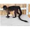 Image 4 : Grey Cheeked Mangabey Monkey Full Body Taxidermy Mount