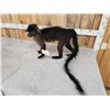 Image 5 : Grey Cheeked Mangabey Monkey Full Body Taxidermy Mount