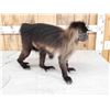 Image 7 : Grey Cheeked Mangabey Monkey Full Body Taxidermy Mount