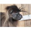Image 8 : Grey Cheeked Mangabey Monkey Full Body Taxidermy Mount