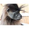 Image 9 : Grey Cheeked Mangabey Monkey Full Body Taxidermy Mount