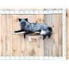 Image 1 : Silver Fox Full Body Taxidermy Mount