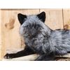 Image 2 : Silver Fox Full Body Taxidermy Mount