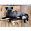 Image 3 : Silver Fox Full Body Taxidermy Mount