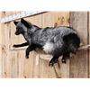 Image 4 : Silver Fox Full Body Taxidermy Mount