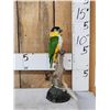 Image 1 : Black Headed Parrot Full Body Bird Taxidermy