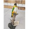 Image 3 : Black Headed Parrot Full Body Bird Taxidermy