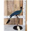 Image 1 : Great Blue Turaco Full Body Bird Taxidermy