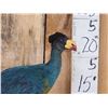 Image 2 : Great Blue Turaco Full Body Bird Taxidermy