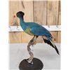 Image 5 : Great Blue Turaco Full Body Bird Taxidermy