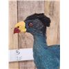 Image 6 : Great Blue Turaco Full Body Bird Taxidermy