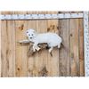 Image 1 : Gorgeous Arctic Cross Fox Full Body Taxidermy Mount