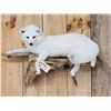 Image 2 : Gorgeous Arctic Cross Fox Full Body Taxidermy Mount