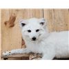 Image 3 : Gorgeous Arctic Cross Fox Full Body Taxidermy Mount