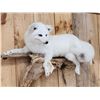 Image 4 : Gorgeous Arctic Cross Fox Full Body Taxidermy Mount