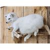 Image 5 : Gorgeous Arctic Cross Fox Full Body Taxidermy Mount