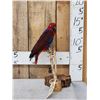 Image 1 : Moluccan Eclectus Parrot Full Body Bird Taxidermy