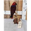 Image 2 : Moluccan Eclectus Parrot Full Body Bird Taxidermy