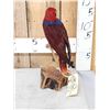 Image 3 : Moluccan Eclectus Parrot Full Body Bird Taxidermy