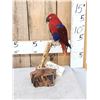 Image 4 : Moluccan Eclectus Parrot Full Body Bird Taxidermy