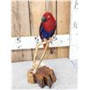 Image 5 : Moluccan Eclectus Parrot Full Body Bird Taxidermy