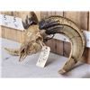 Image 10 : Hand Carved Ram Sheep Skull Taxidermy Art