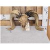 Image 1 : Hand Carved Ram Sheep Skull Taxidermy Art