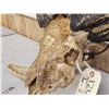 Image 4 : Hand Carved Ram Sheep Skull Taxidermy Art