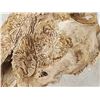 Image 5 : Hand Carved Ram Sheep Skull Taxidermy Art
