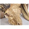Image 6 : Hand Carved Ram Sheep Skull Taxidermy Art