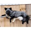 Image 2 : Beautiful Silver Ranch Fox Full Body Taxidermy Mount