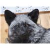 Image 3 : Beautiful Silver Ranch Fox Full Body Taxidermy Mount