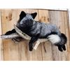 Image 4 : Beautiful Silver Ranch Fox Full Body Taxidermy Mount