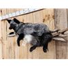Image 5 : Beautiful Silver Ranch Fox Full Body Taxidermy Mount