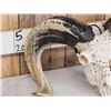 Image 10 : Gorgeous Hand Carved Ram Sheep Skull Taxidermy Artwork