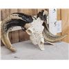 Image 14 : Gorgeous Hand Carved Ram Sheep Skull Taxidermy Artwork