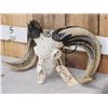 Image 15 : Gorgeous Hand Carved Ram Sheep Skull Taxidermy Artwork