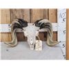 Image 1 : Gorgeous Hand Carved Ram Sheep Skull Taxidermy Artwork