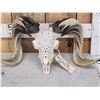 Image 2 : Gorgeous Hand Carved Ram Sheep Skull Taxidermy Artwork