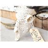 Image 6 : Gorgeous Hand Carved Ram Sheep Skull Taxidermy Artwork