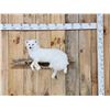 Image 1 : Gorgeous Arctic Cross Fox Full Body Taxidermy Mount