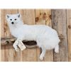 Image 2 : Gorgeous Arctic Cross Fox Full Body Taxidermy Mount