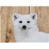 Image 3 : Gorgeous Arctic Cross Fox Full Body Taxidermy Mount