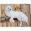 Image 4 : Gorgeous Arctic Cross Fox Full Body Taxidermy Mount