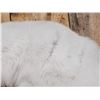 Image 5 : Gorgeous Arctic Cross Fox Full Body Taxidermy Mount