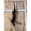 Image 1 : Swimming Otter Full Body Taxidermy Mount