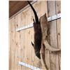 Image 2 : Swimming Otter Full Body Taxidermy Mount